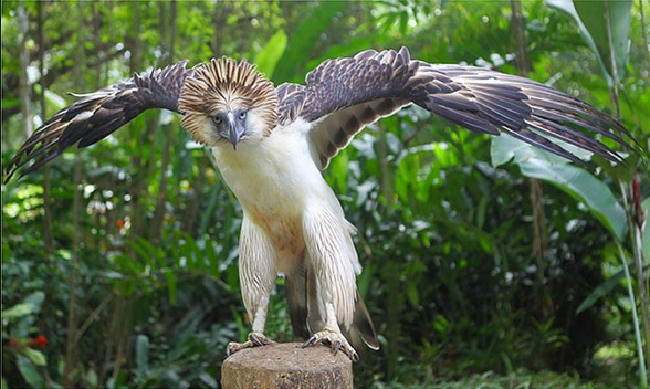 elang burung nasional filipina